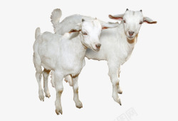 两只羊白色的山羊片高清图片