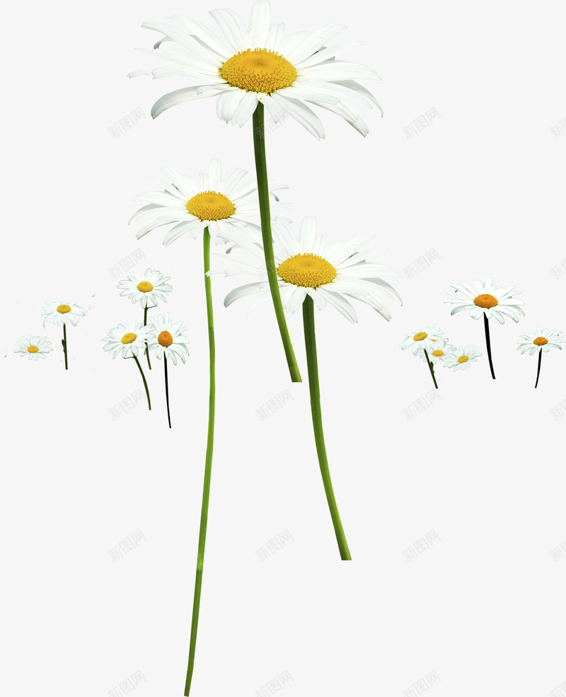 白色春季母亲节花朵png免抠素材_88icon https://88icon.com 春季 母亲节 白色 花朵