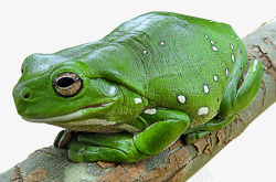 树蛙绿色的树蛙素材