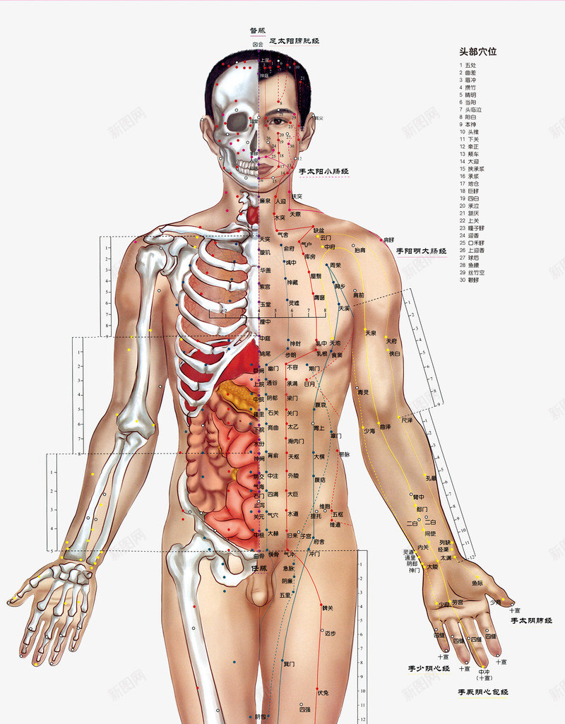 人体正面穴位骨骼分布png免抠素材_88icon https://88icon.com 中医 人体 人体构造 人体穴位 人形轮廓 分布 医学 正面 穴位 骨骼