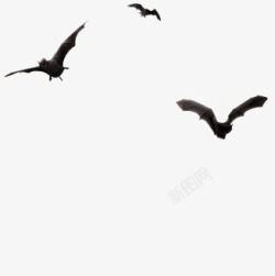 蝙蝠边框蝙蝠黑色边框漂浮高清图片