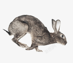 奔跑兔子灰色的兔子高清图片