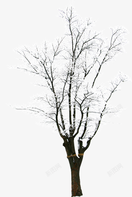 创意合成摄影室外冬天的树木png免抠素材_88icon https://88icon.com 冬天 创意 合成 室外 摄影 树木
