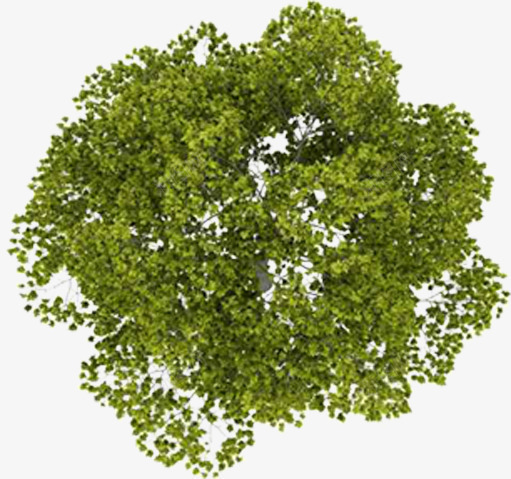 绿色树木植物平面图png免抠素材_88icon https://88icon.com 平面图 树木 植物 绿色