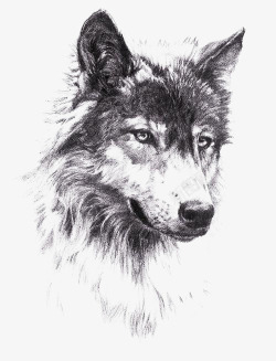 黑白野狼狼头像素描图标高清图片
