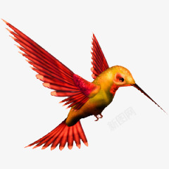 红色长嘴鸟鸟类动物素材