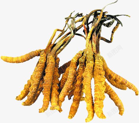 虫草主题养生画册png免抠素材_88icon https://88icon.com 主题 养生 画册 虫草