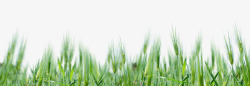 草地草坪小麦苗小麦高清图片