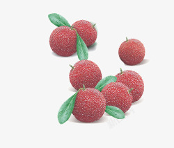 水果杨梅素材
