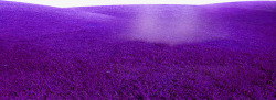 紫色梦幻草地边框纹理素材