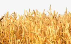 禾稻稻米高清图片