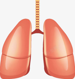 人体肺器官立体插画素材