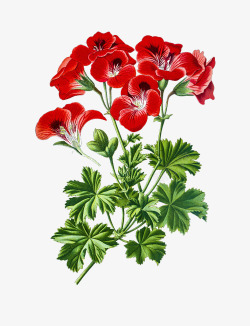 肉质草本手绘天竺葵红色花瓣高清图片