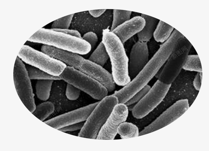 大肠杆菌png免抠素材_88icon https://88icon.com 大肠杆菌 微生物 显微镜下实物