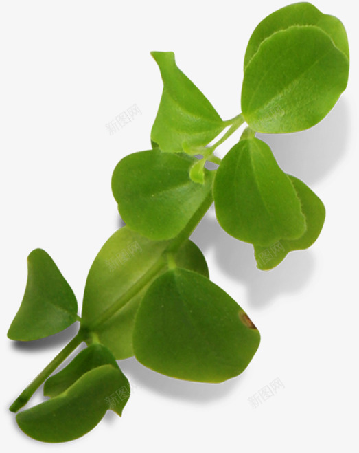 绿色清爽树叶造型春季png免抠素材_88icon https://88icon.com 春季 树叶 清爽 绿色 造型