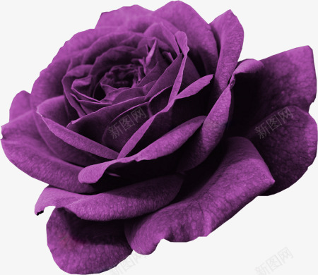紫色玫瑰png免抠素材_88icon https://88icon.com 玫瑰 紫色 花朵 鲜花