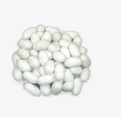 白色蛋白实物蚕丝球一堆高清图片