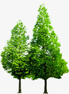 春季清新绿色大树植物素材