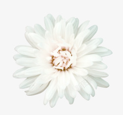 白色花朵白色花蕊素材