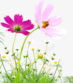 粉色淡雅时尚花朵植物素材