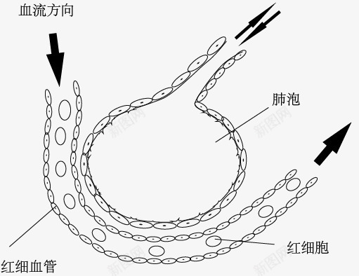 肺泡与血液png免抠素材_88icon https://88icon.com 手绘 生物教学 示意图 细胞结构 细胞结构图与剖面图