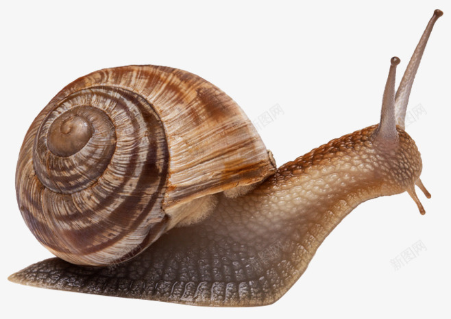 摄影背着壳的蜗牛png免抠素材_88icon https://88icon.com 摄影 背着 蜗牛 蜗牛的房子