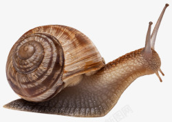 蜗牛壳纹路摄影背着壳的蜗牛高清图片