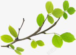 春季绿色树叶树枝装饰素材