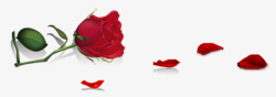 鲜艳玫瑰花爱情红色素材