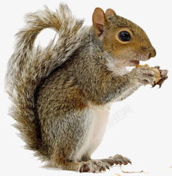 松鼠吃玉米可爱吃松果的松鼠高清图片