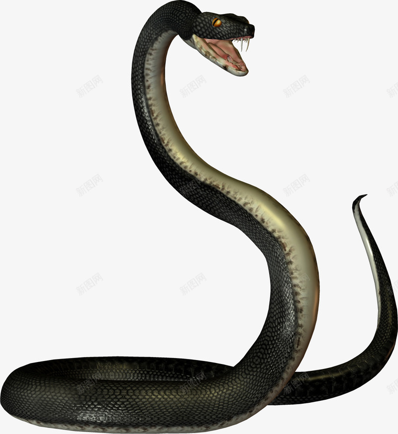 黑色毒蛇png免抠素材_88icon https://88icon.com 动物蛇 爬行动物 蛇 蛇尾巴 黑蛇