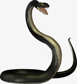 蛇尾巴黑色毒蛇高清图片