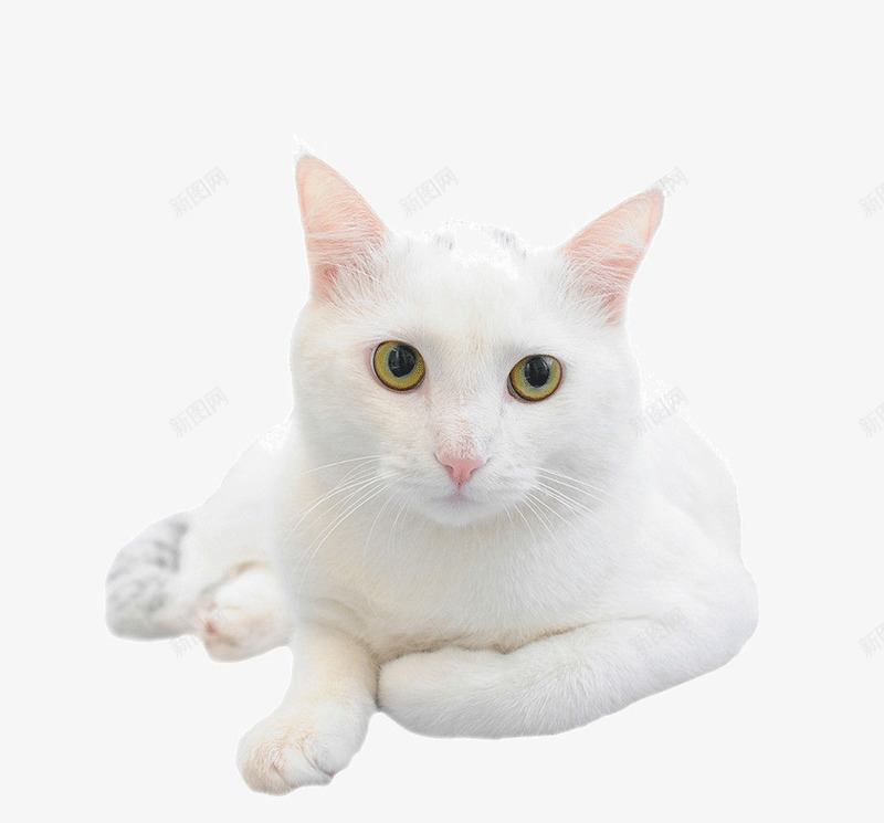 雪白的小猫png免抠素材_88icon https://88icon.com 动物 小猫 猫咪 生物