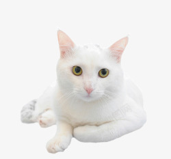 雪白的小猫素材