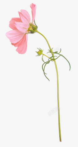 粉红色花朵绿色花苞素材