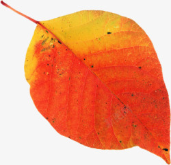 红色叶子秋冬新品上市背景素材