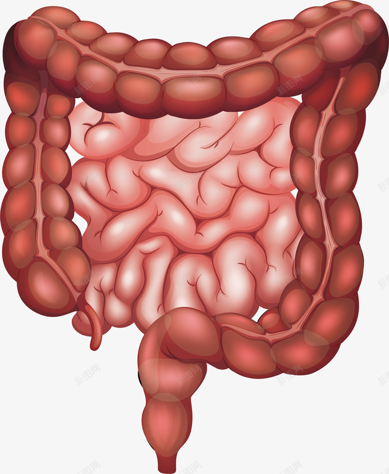 肠子器官png免抠素材_88icon https://88icon.com 医药 生物医药 血肠
