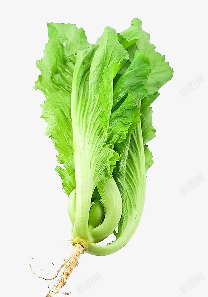 优质芥菜png免抠素材_88icon https://88icon.com 安全 绿色 芥菜 蔬菜