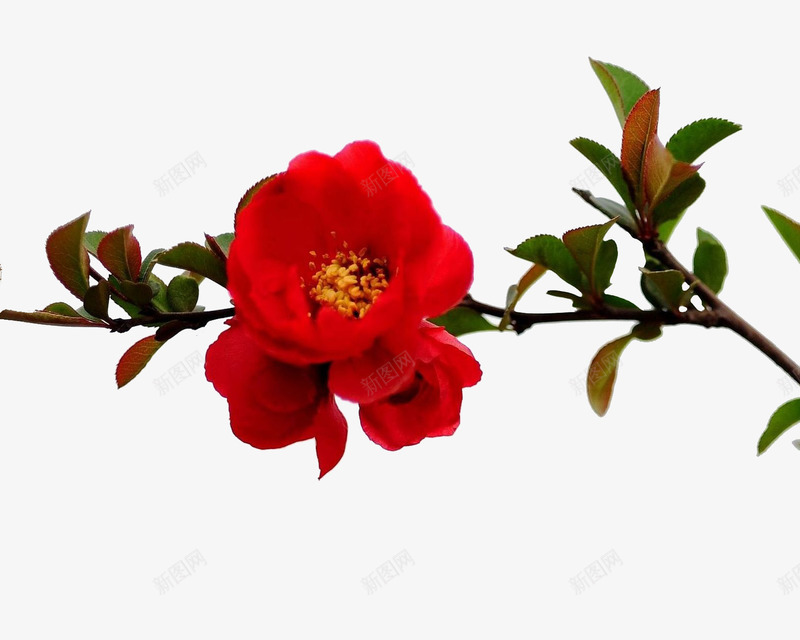 红色树枝上的石榴花png免抠素材_88icon https://88icon.com 春天 春春季 植物 盛开 盛开的花 石榴花 红色 红色花朵 美丽的花 花朵