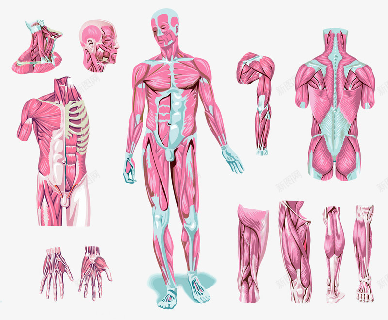 人体各关节部位分部图png免抠素材_88icon https://88icon.com 人体 人体轮廓图 人体透视图 肌肉 骨骼