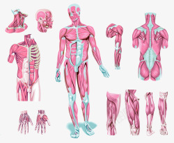 人体各关节部位分部图素材