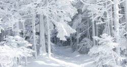 白色冬天的雪景摄影素材