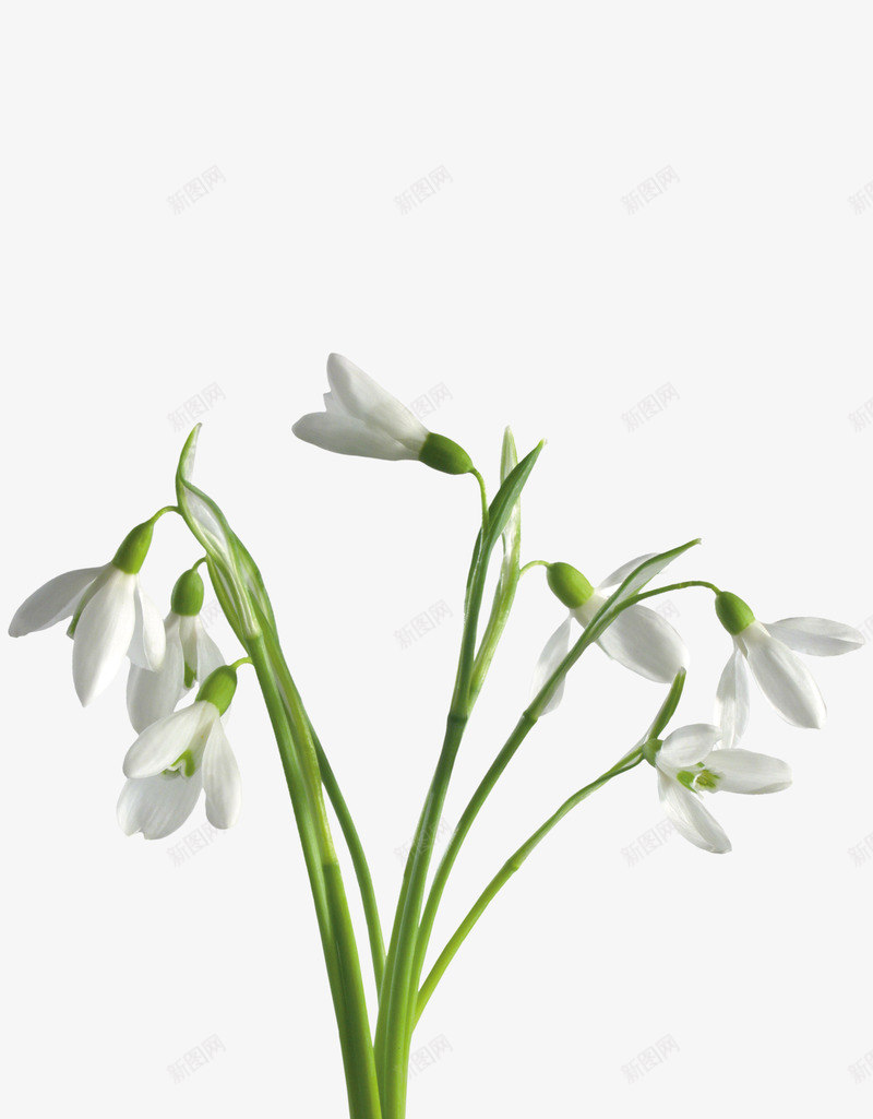 白兰花png免抠素材_88icon https://88icon.com 植物 白色 花朵 花瓣 鲜花