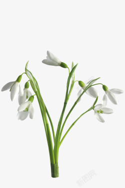 白色花瓣背景白兰花高清图片