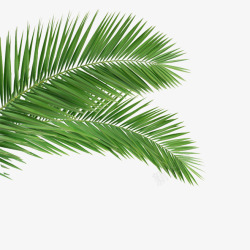 椰子树叶边框椰子树叶植物绿色高清图片