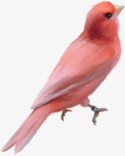 粉红画眉鸟素材