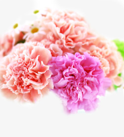 粉色淡雅唯美康乃馨花朵素材