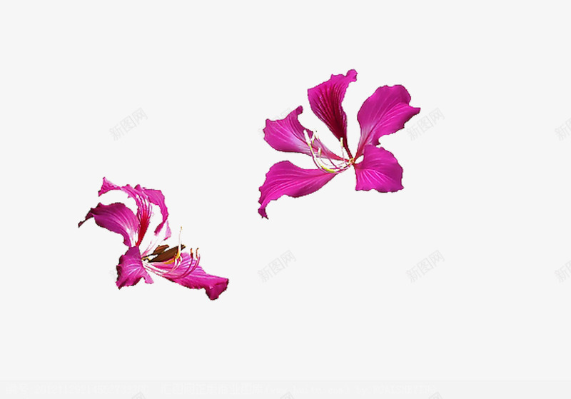 两朵紫荆花png免抠素材_88icon https://88icon.com 宫粉紫荆 紫色花儿 紫荆花 花卉 花朵 鲜花