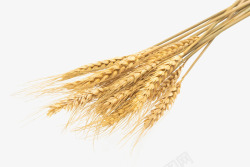 成熟小麦效果图秋天成熟的小麦高清图片