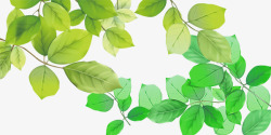 绿色小清新树叶装饰图案素材